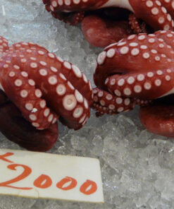 JAPÓN BÁSICO NOV 2025 - DIC 2026 - 6 noches 10 Tokyo Tskuji Fish Market 1