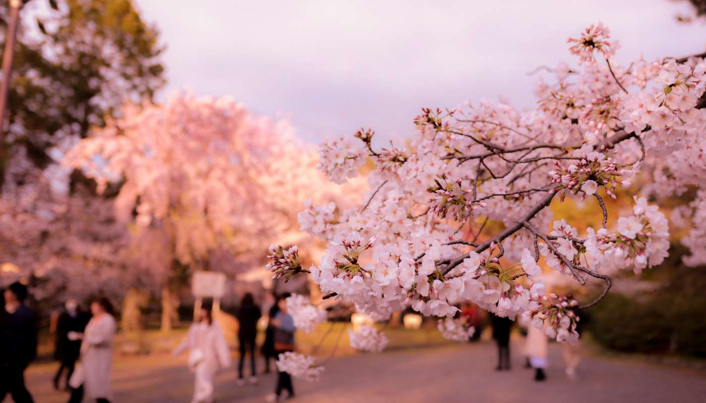 slider nara sakura