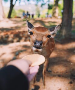 03 GU0010ES Parque de los Ciervos de Nara
