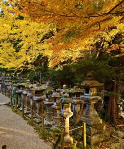 06 GU0010ES Farolillos de piedra en Kasuga Taisha