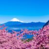 Los primeros Sakura (SOLO TIERRA) – 20 de febrero al 01 de marzo de 2026 25 01 GU0011ES Flores de cerezos Kawazu con el Monte Fuji