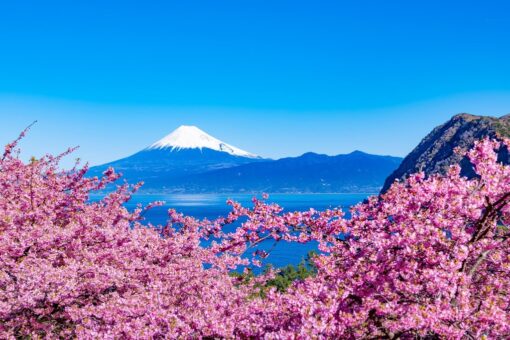 Los primeros Sakura (SOLO TIERRA) – 20 de febrero al 01 de marzo de 2026