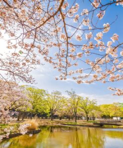 Los primeros Sakura (SOLO TIERRA) – 20 de febrero al 01 de marzo de 2026 22 03 GU0011ES Yoyogi Park