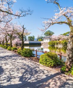 Los primeros Sakura (SOLO TIERRA) – 20 de febrero al 01 de marzo de 2026 21 05 GU0011ES Parque del Castillo de Odawara