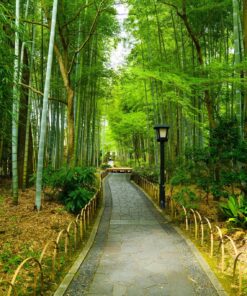 Los primeros Sakura (SOLO TIERRA) – 20 de febrero al 01 de marzo de 2026 18 10 GU0011ES Sendero por el bosque de Bambu en el templo de Shuz