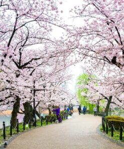 Semana Santa en Japón: entre cerezos en flor y montañas – 28 de marzo al 07 de abril de 2026 21 12 GU0004ES Parque Ueno Tokio