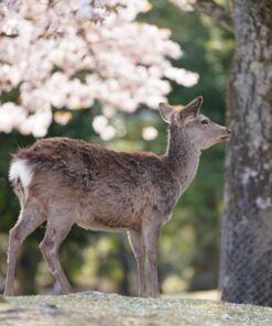 2 GU0012ES Parque de los Ciervos Nara