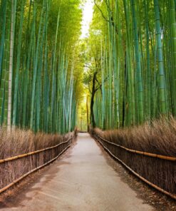 JAPÓN BÁSICO CON OSAKA - ABR - NOV 2026 - 7 noches 24 11 SIC0012ES