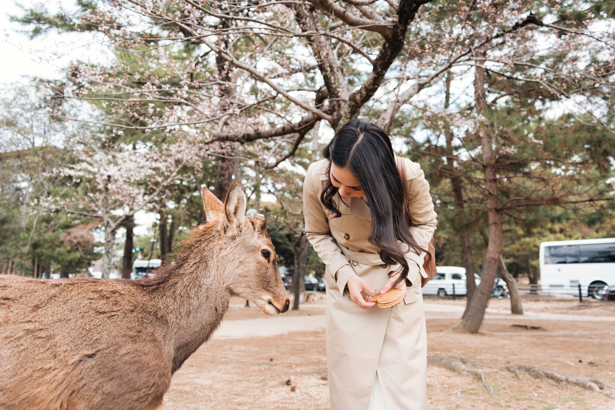 JAPÓN BÁSICO CON OSAKA - ABR - NOV 2026 - 7 noches 4 JAPÓN BÁSICO CON OSAKA - ABR - NOV 2026 - 7 noches - Image 4