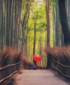 Momiji Zen – 12-23 nov 2026 16 2 GU0003ES arashiyama bosque de bambu