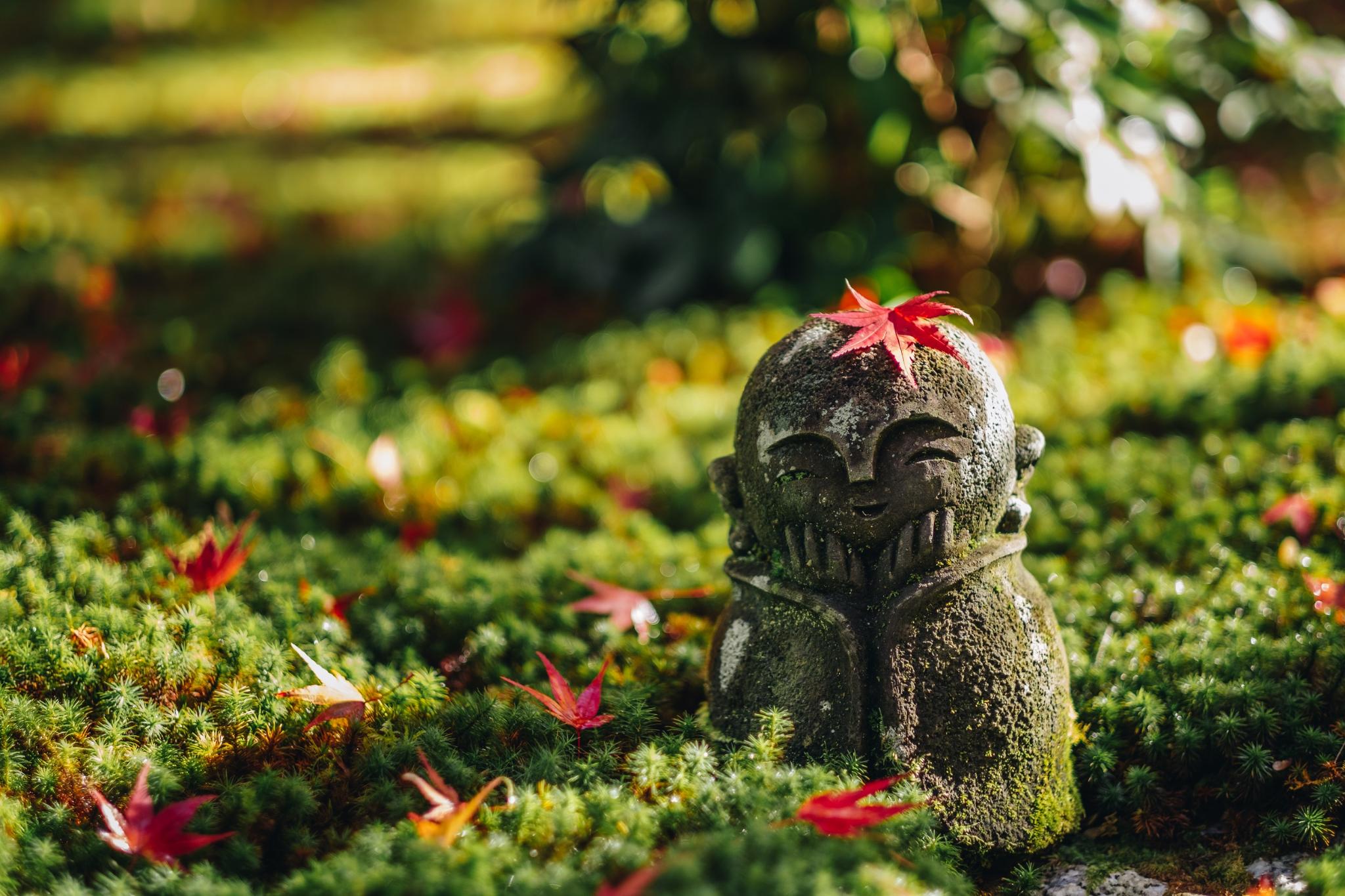 Momiji Zen – 12-23 nov 2026 6 Momiji Zen – 12-23 nov 2026 - Image 6